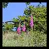 Dscn4376.jpg